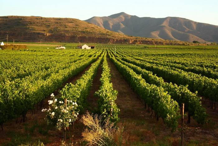 Vignoble en Afrique du Sud