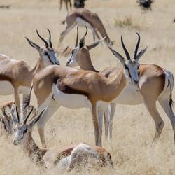 Gazelles Springbok en Afrique du Sud