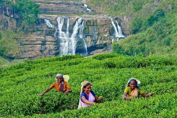 Cueilleuses de thé dans une plantation à Nuwara Eliya au Sri Lanka