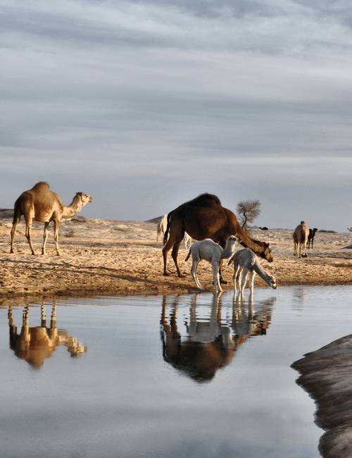 AlUla, dromadaires, Arabie saoudite