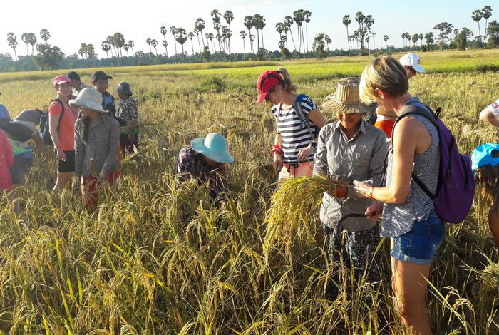 Raid Amazones 2024 Cambodge Rizière