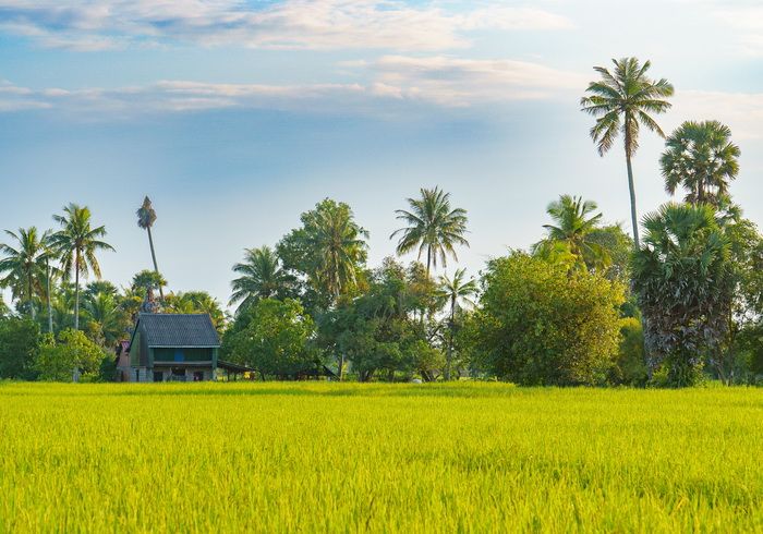 Raid Amazones 2024 Cambodge Kampot Rizières