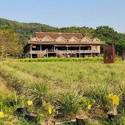 Plantation, Poivre, Kampot, Cambodge